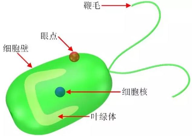藻類(lèi)細(xì)胞機(jī)器人示意圖