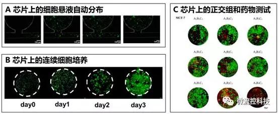 微流控芯片上的細胞懸液自動分布(A)，連續(xù)細胞培養(yǎng)后仿真腫瘤組織形成（B）以及基于組織陣列的抗腫瘤藥物正交組合測試（C）