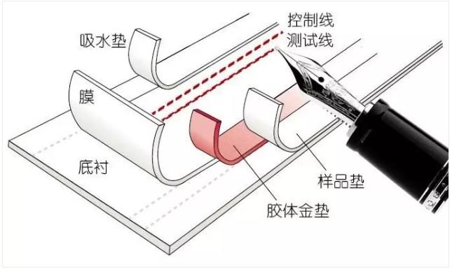 圖2 免疫層析產品的制造過程