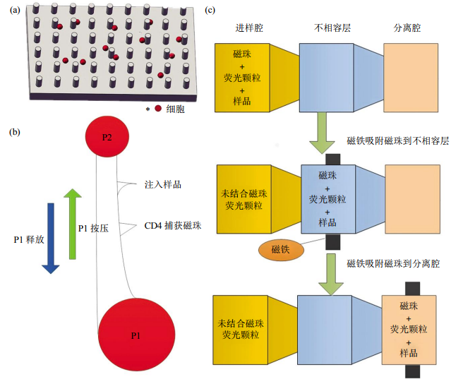 圖2免疫捕獲細(xì)胞分離芯片結(jié)構(gòu)示意圖(a)抗體特異性細(xì)胞捕獲示意圖。(b)磁珠細(xì)胞分離芯片示意圖。(c)表面張力不相容過(guò)濾篩選芯片示意圖