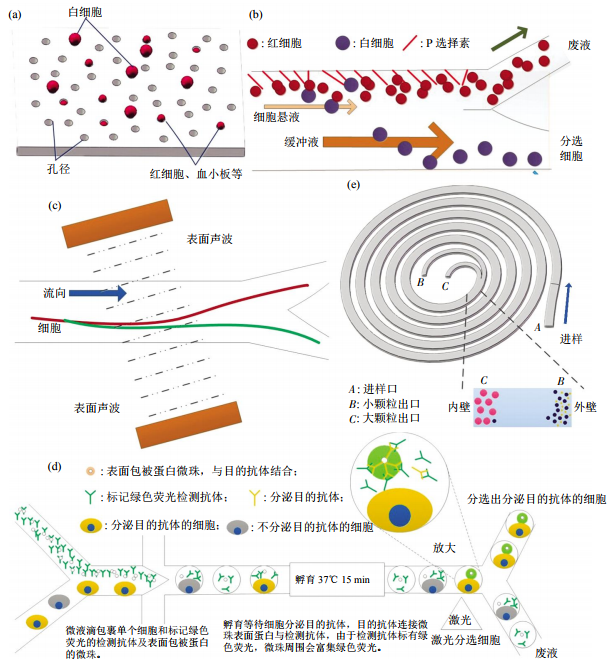 圖3無(wú)標(biāo)簽細(xì)胞分離方法芯片結(jié)構(gòu)示意圖(a)小孔徑攔截酯膜電鏡圖。(b)非對(duì)稱流系統(tǒng)細(xì)胞分離示意圖。(c)斜角表面聲波技術(shù)細(xì)胞分離。(d)微液滴細(xì)胞分選。(e)多路復(fù)用螺旋微流控芯片細(xì)胞分離示意圖