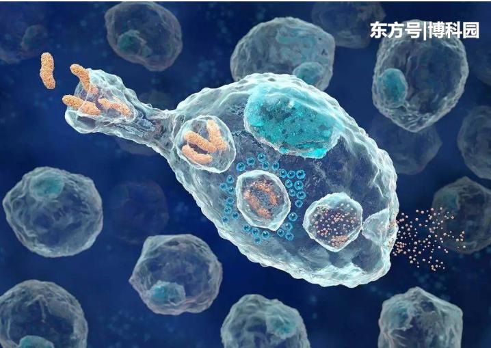 細胞在擁擠的細胞環(huán)境中移動得更快？